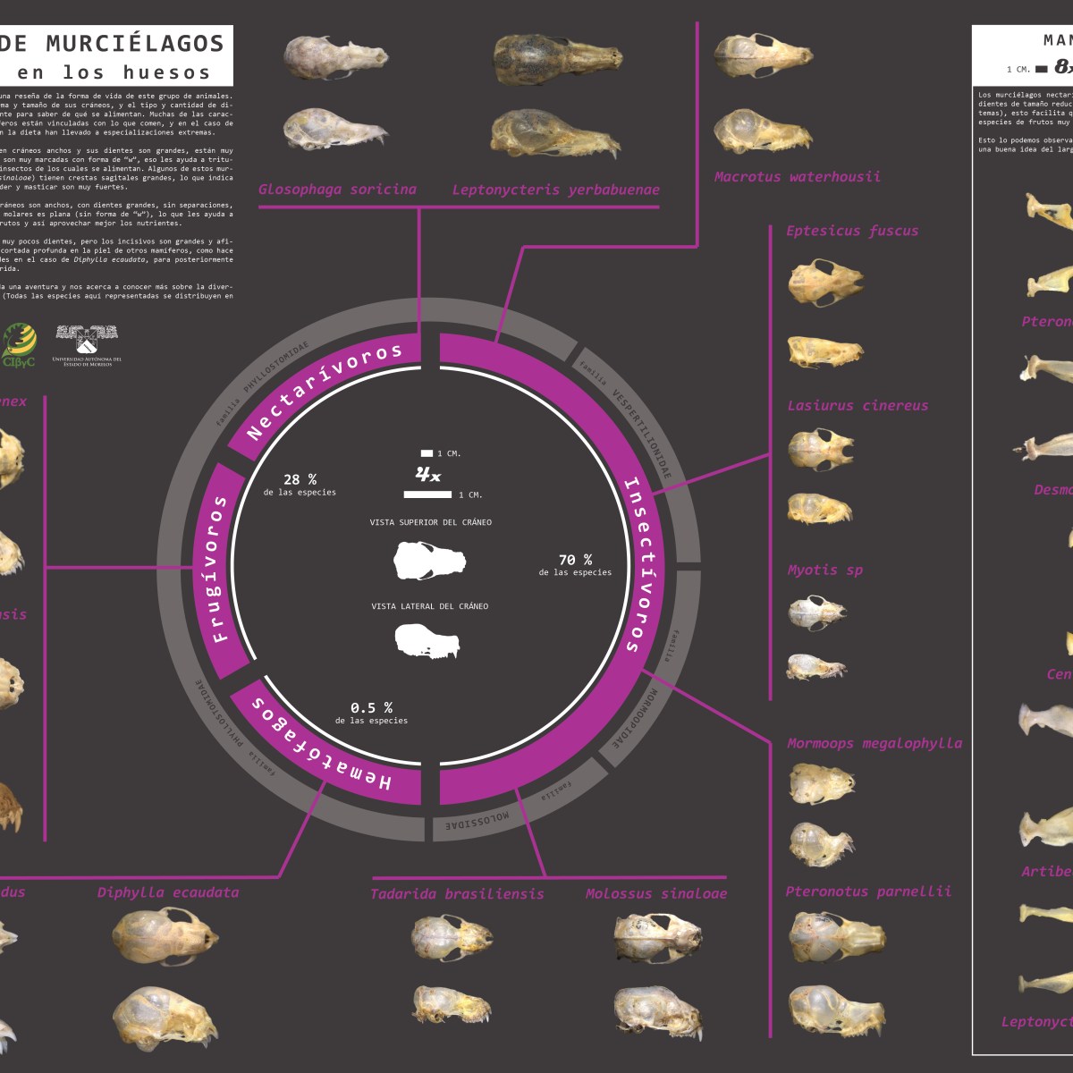 Cartel: cráneos de&nbsp;murciélagos